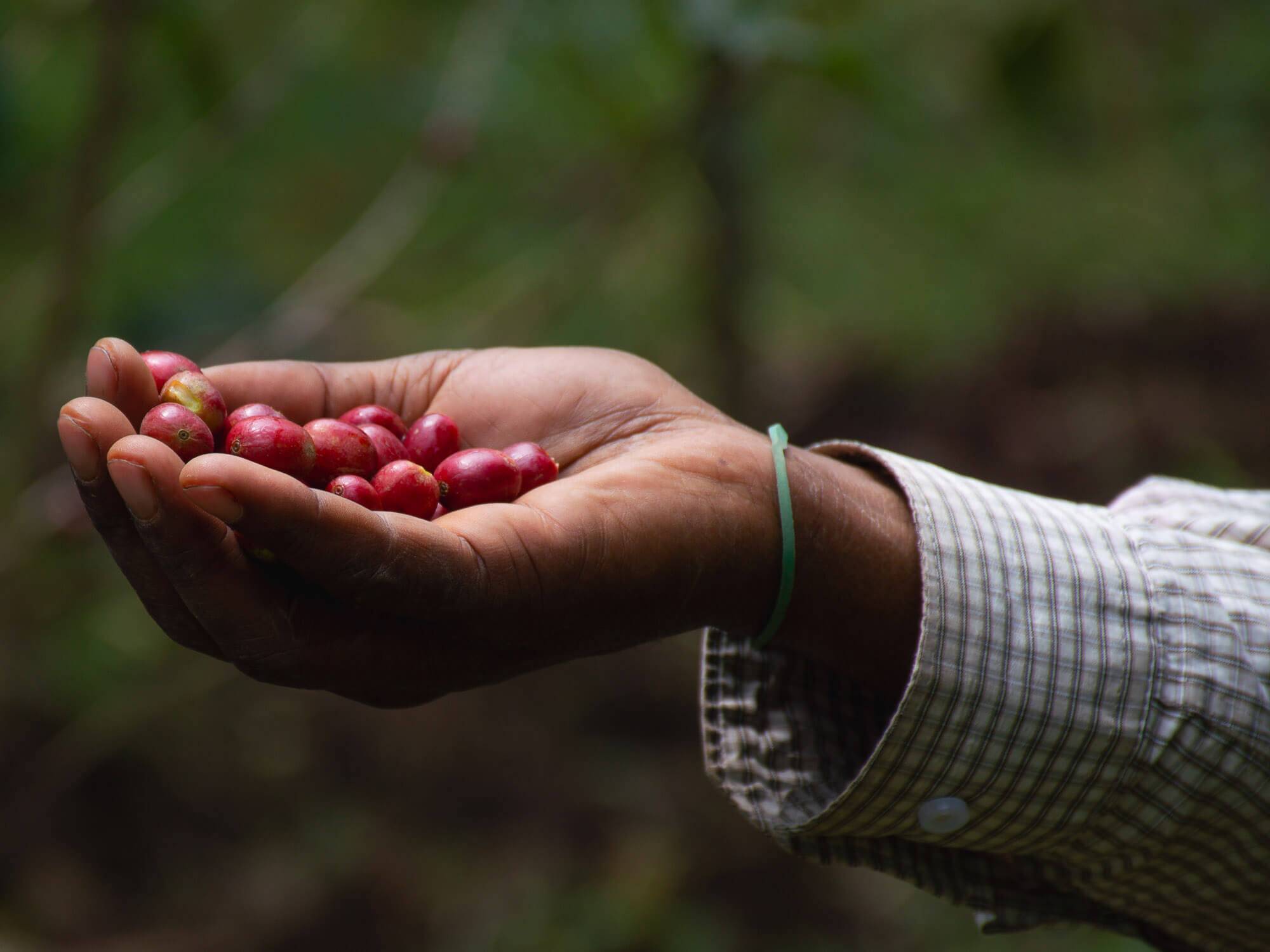 Amokka® Coffee - Impact Trade